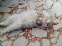 British longhair (aşırı sakin)