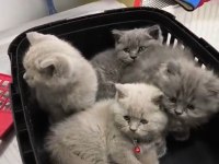 Oyuncu sağlıklı british shorthair yavrular