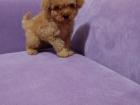 Poodle yavrularımız Mini boy ırk garantili teslim
