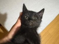 KEDİMİZ RAFADAN YUVA ARIYOR
