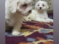 A kalite maltese bebekler