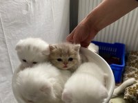 2 aylık kediler tuvalet eğitimi var