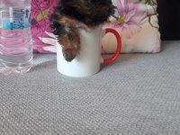 MİKRO TEACUP YORKSHİRE TERRİER