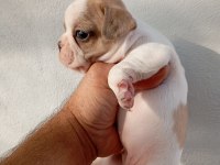 French bulldog yavruları