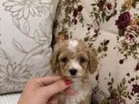 ÜST DÜZEY MALTİPOO OĞLUMUZ