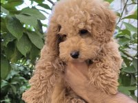 Poodle Yavrularımız Aşılı Karneli Teslime hazır