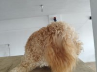 Aprikot Dişi 8 Aylık Poodle