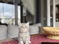Evinizin Neşesi Brıtısh Shorthair Yavrular