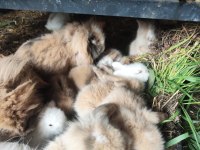 Safkan hollanda lop tavşanı