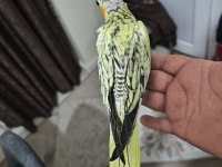 Sultan papağanı yavruları 2 aylık