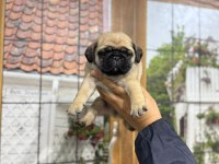 MİNİK PUG BEBEKLER