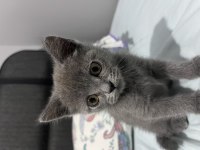5 Aylık British Shorthair Yavru Sevimli Ve Oyuncu