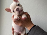 A KALİTE FRENCH BULLDOG YAVRULAR İÇİN İLETİŞİME GEÇİN