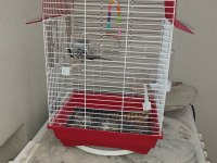 6 Aylık Dişi Muhabbet Kuşu