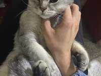 British shorthair kedime eş arıyorum