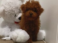 Orjinal toy poodle