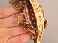 UYSAL VE SAGLIKLI CRESTED GECKOLAR