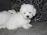 Maltese terrier yavrularımız
