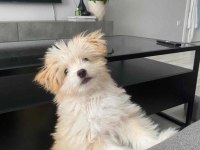 3.5 Aylık Maltipoo Eğitimli Aşıları Tam