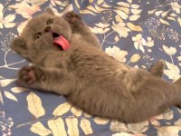 Blue British Shorthair Yavrularımız
