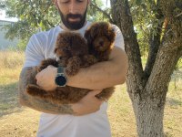 KORE DARK BROWN TOY PODDLE BEBEKLER