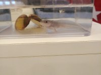 Bebek axolotl sağlıklı ve keyifli