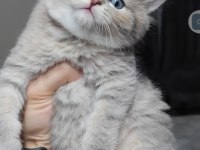 British Shorthair Kedimiz