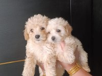 Maltipoo yavrular