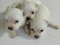 Terrier Maltese Yavrularımız Tüm İller