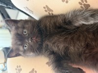 Yeni Yuvalarına Gitmeye Hazır Scottish Fold