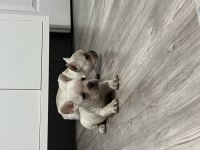 French bulldog bebekler