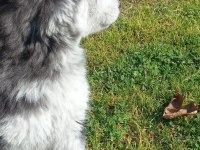 Husky Sibirya Kurdu