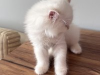 British longhair ve shorthair yavrularımız
