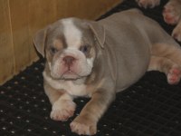 KALİTESİ ORTADA BULLDOG YAVRULARIMIZIN