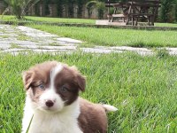 Border Collie Yavruları Istanbul  