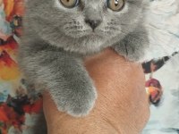 Blue ve favn british yavrular