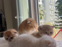 Safkan ny12 golden scottish fold yavrular