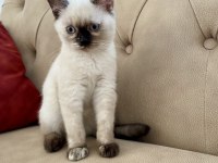 Blue ve Red British Shorthair Yavrular