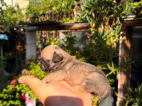 PUG YAVRULARIMIZ