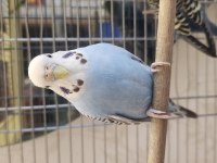10 aylık kızgın dişi muhabbet kuşu