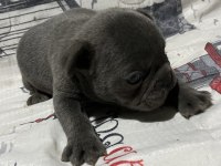 Harika Blue Fransız bulldog bebekler