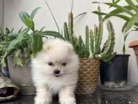 Ayı surat pomeranian yavrumuz