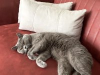Dişi yetişkin british shorthair
