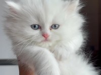 Chinchilla Longhair