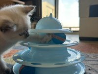 British Shorthair ve Siyam Birleşimi Kedimiz