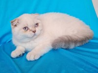 Scottish fold yavrular sahibinden