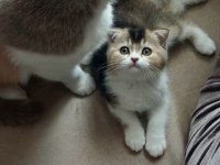 İKİ ERKEK KARDEŞ BİLEK GOLDEN 65 GÜNLÜK KEDİMİZ