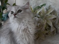 British longhair yeşil göz erkek