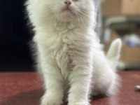 50 günlük british longhair bebeler
