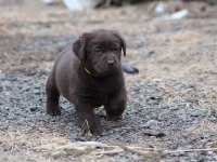 Safkan ırk garantili labrador retriever yavrular